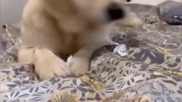 Funniest Videos 2022 😂 Funny Cats 🐱 and Dogs 🐶 Part 34