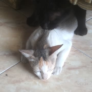 KUCING KAWIN🤣🤣🤣