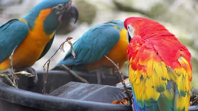 Amazing Love Bird Parrot Video | Parrot Bird 4K Video