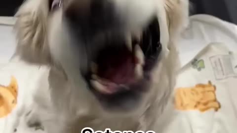 My Dog's Funniest Faces