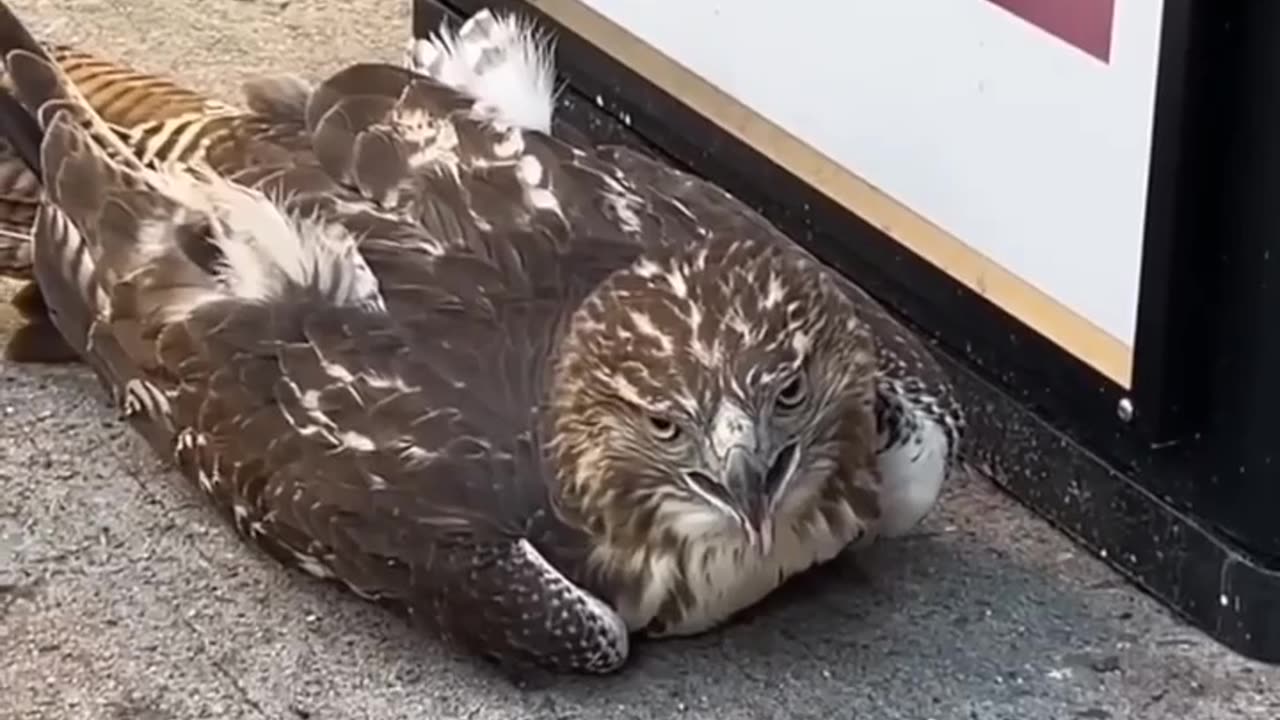 shocked red tailed hawk