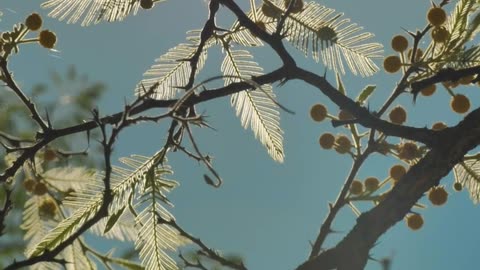 Tree with yellow flowers