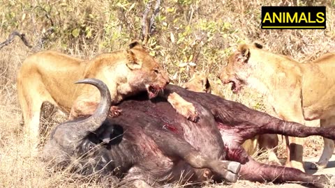 3 Lions Bring Down Buffalo In Epic Battle *Not For Sensitive Viewers*