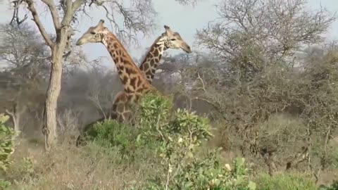 Incredible Battle between Giraffe against Giraffe