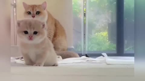 Mother Cat and Kitten Cute