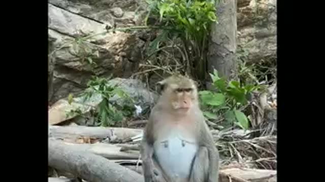 Funny Monkey vadio 🐒🐒🐒🐵🐵