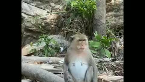 Funny Monkey vadio 🐒🐒🐒🐵🐵