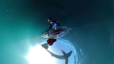 Freediving with a blue shark in Cornwall, UK