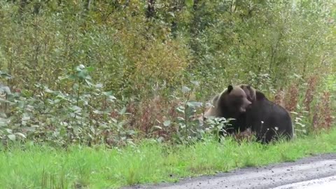 Epic grizzly bear fight!