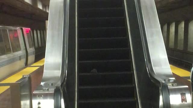 Rat Rides an Escalator