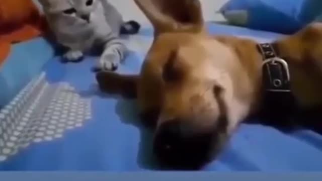 Cat and dog fight funny video