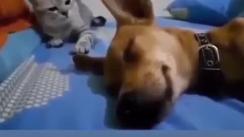 Cat and dog fight funny video