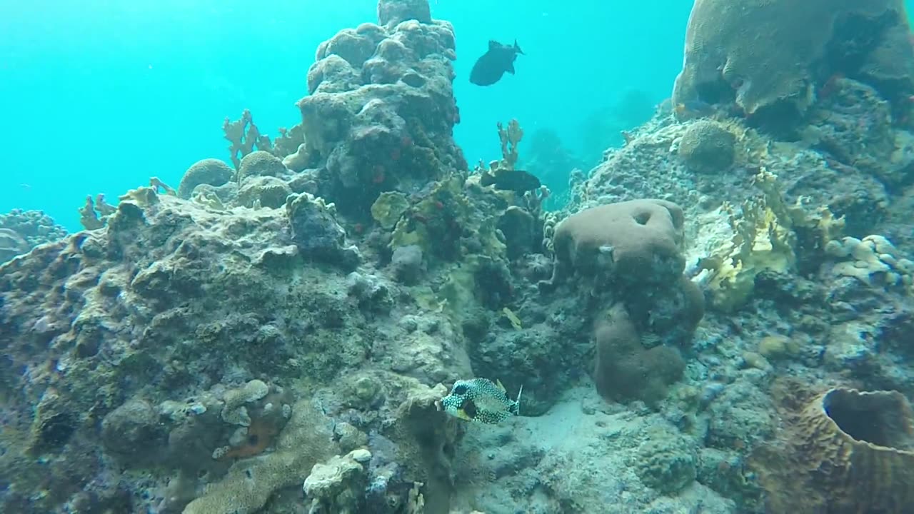 Fishes Swimming