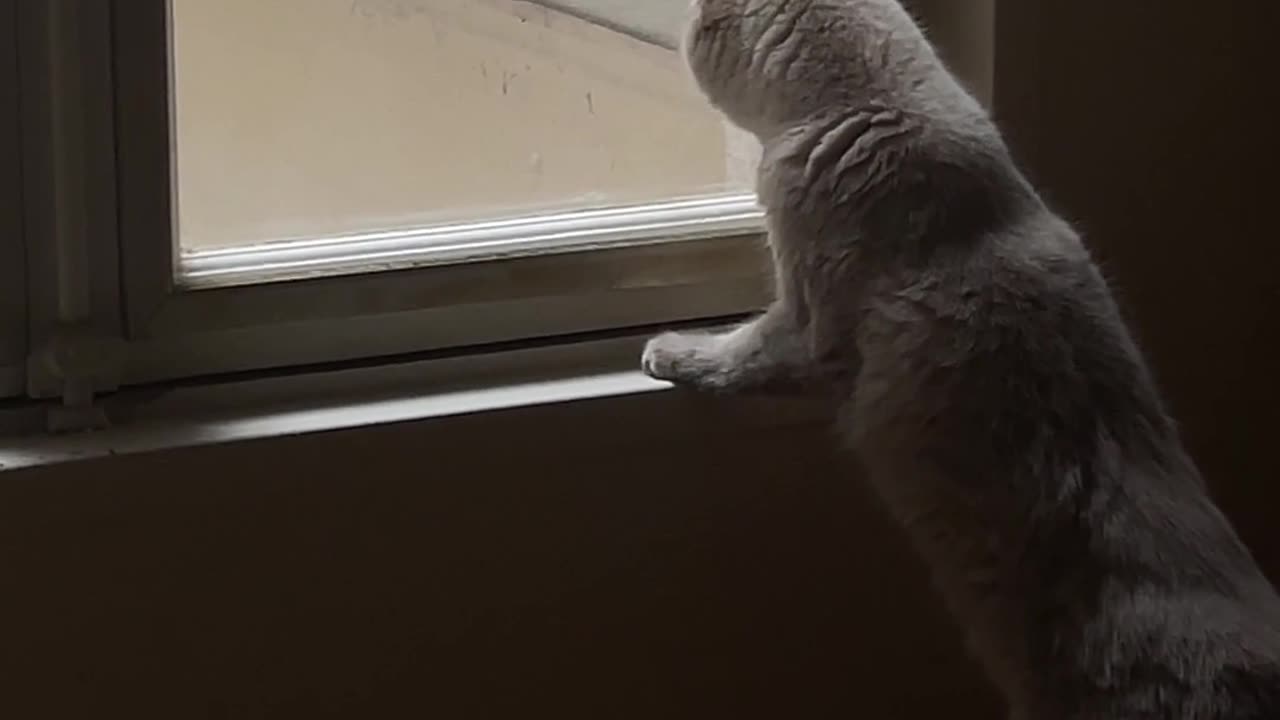 Cat funny video