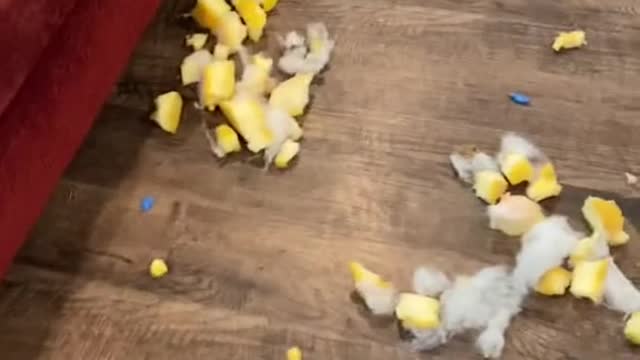 we could use a new couch.