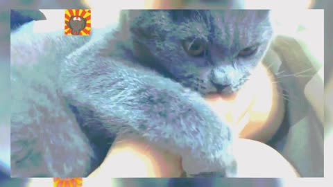 Cats, charming kittens, nice cats, funny cats,