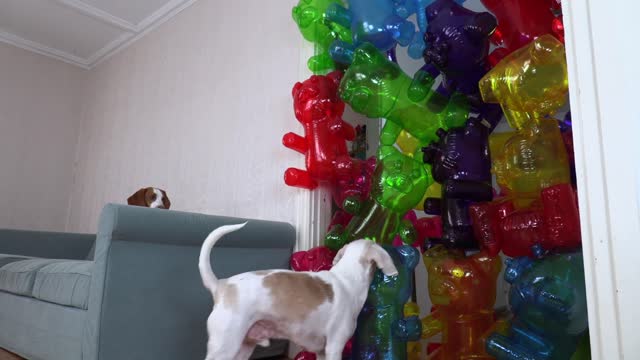 Dogs vs Giant Gummy Bear Army Prank Funny Dogs Maymo & Potpie Surprised by Gummy Bears