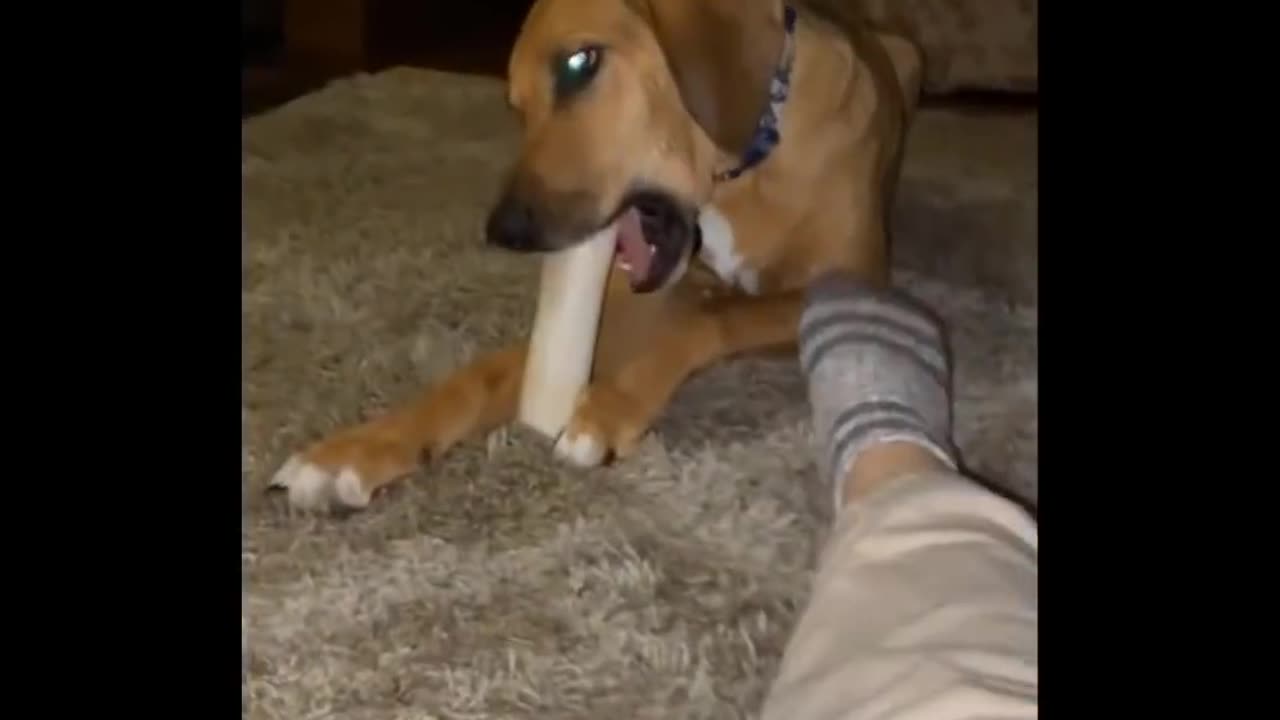 Funniest Animals - Best Of The 2023 Funny Animal Videos