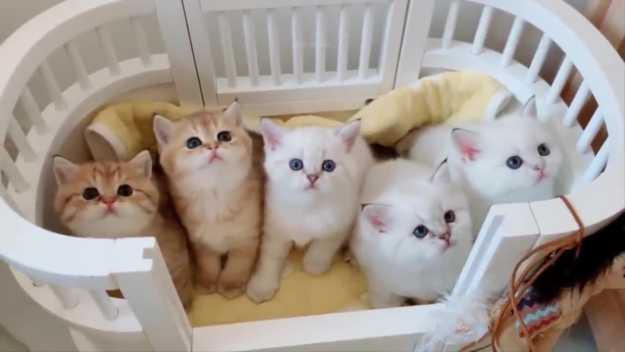 Baby Cats - Cute and Funny Cat Videos Compilation #30