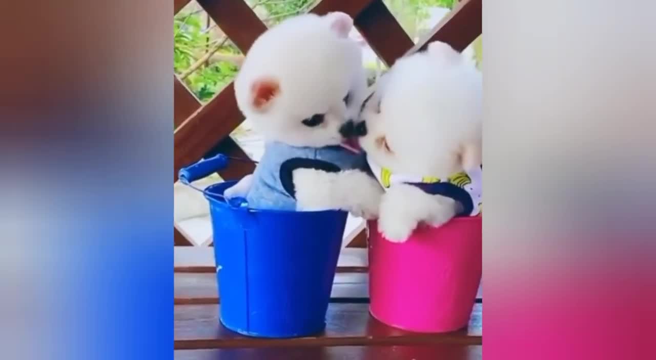 Baby dog funny video