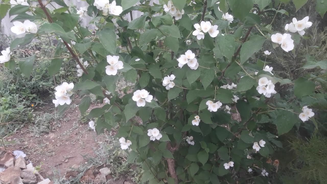 Jasmine has finished flowering