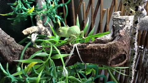 Chameleon Gets His Tongue Stuck Twice (!?) While Feeding