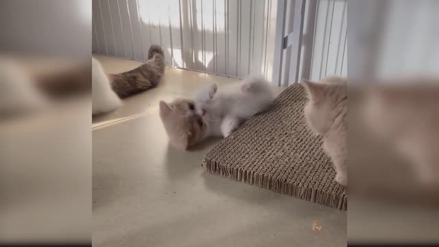 Baby Cats - Cute and Funny Cat Videos Compilation #25 | funnycat27.