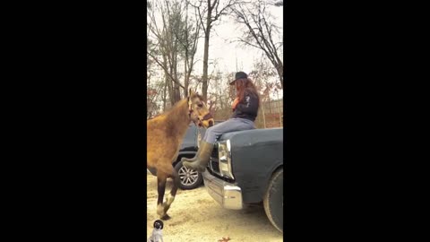 Funny animals video episode #9/ funny animals #funny cats🐈 and dogs