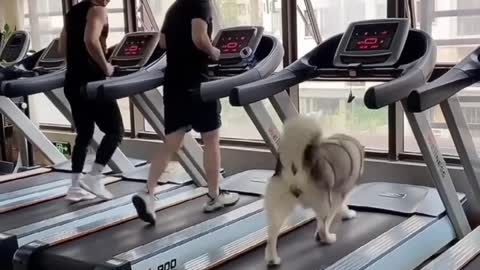 funny husky arguing for food the smart dog