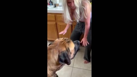 Big doggy takes up the entire kitchen chasing its tail