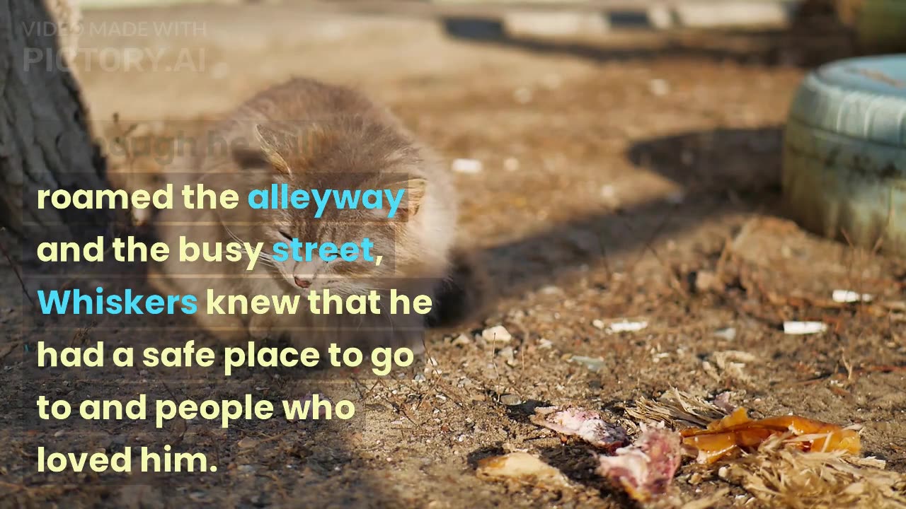 Story of a street cat
