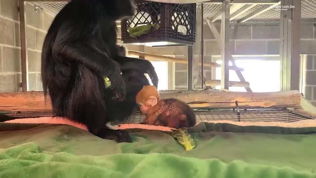 Meet Rhubarb, the newest Francois' langur baby at the Saint Louis Zoo