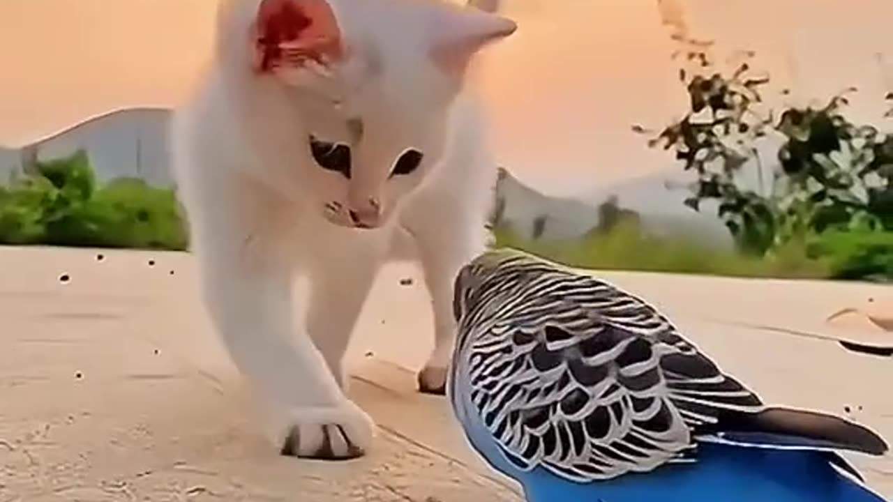 Beautiful Cat #catsoftiktok #cat #catsvideo #foryourpage #foryou #trending