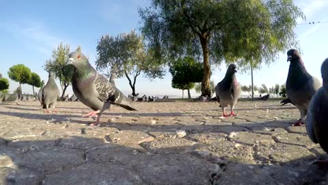 Pigeons searching for food, ground shot
