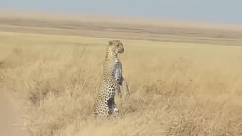 Leopards can stand on their back legs to see farther