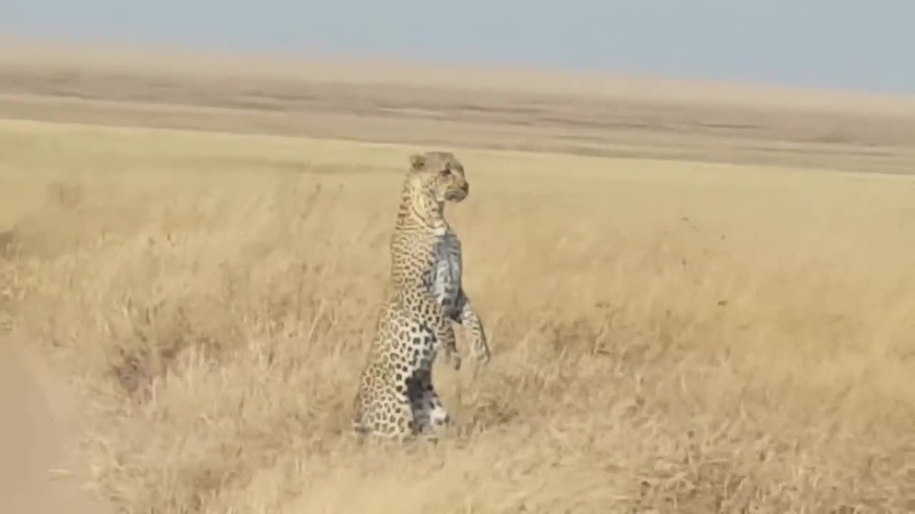 Leopards can stand on their back legs to see farther