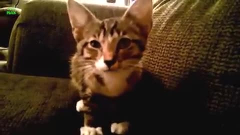 Cats and kittens mooing bunching