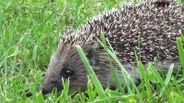 hedgehog in the grass 0