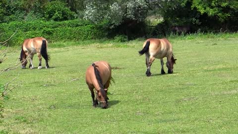 Horses Lover