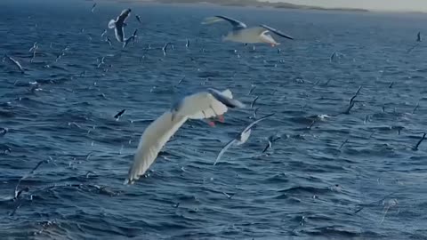 The seagulls play water