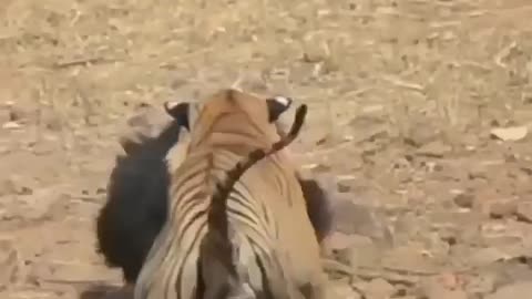 Tiger vs bear