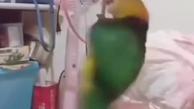 Parrot 🦜💃🤗