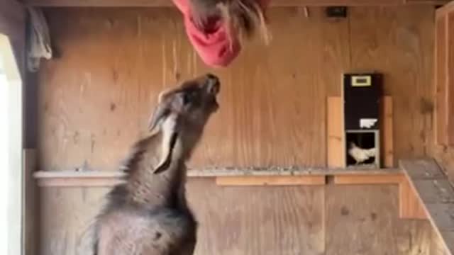 Funny animal video - The GOAT