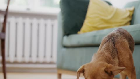 A beautiful dog is eating beautifully