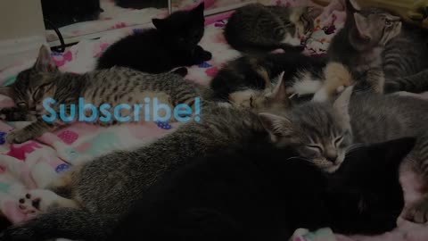 Learn How Baby Kittens Grow: 0-8 Weeks!