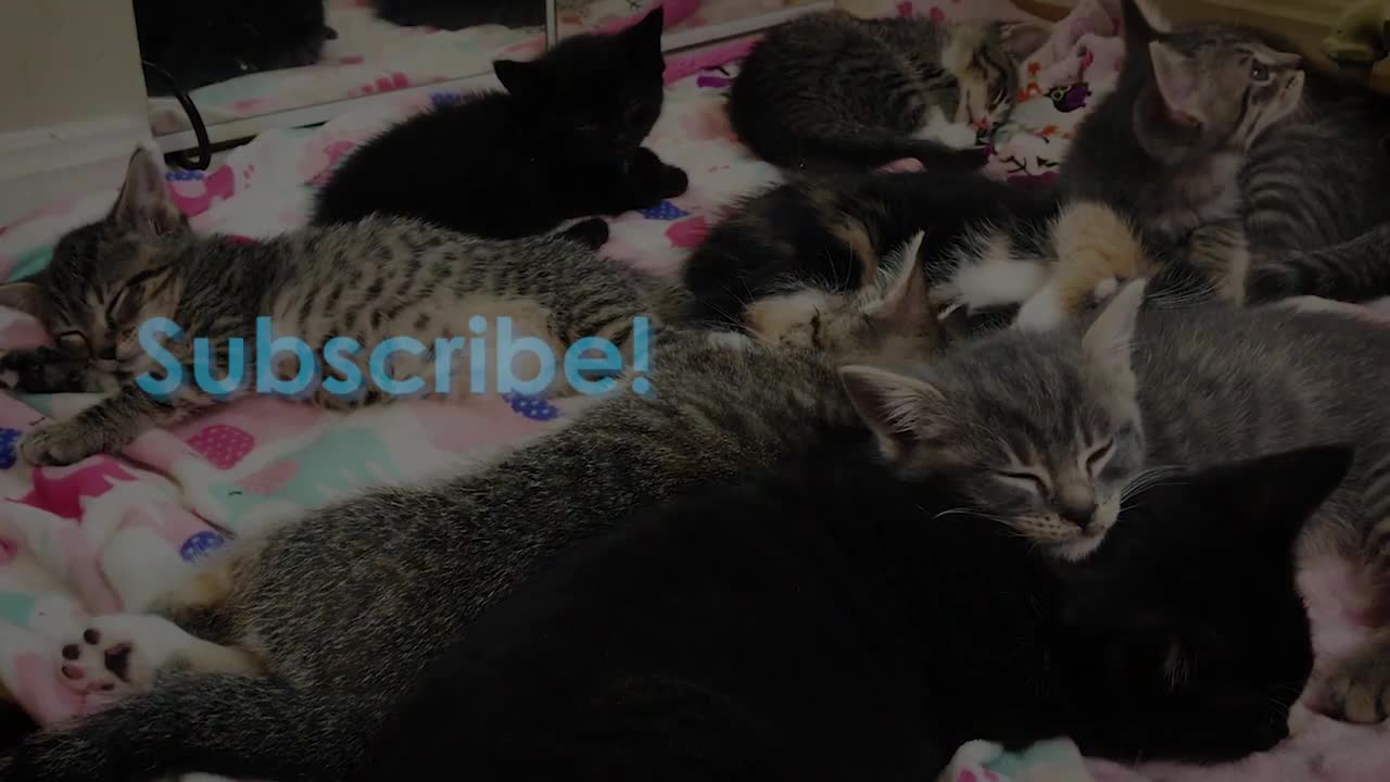 Learn How Baby Kittens Grow: 0-8 Weeks!