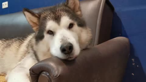 A Dog on a Couch