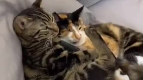 Cute cat sleeping with owner Compilation 2022