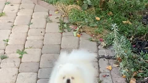 Cute dog barking
