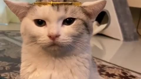 Funniest Cats and Dogs 🐱🐶